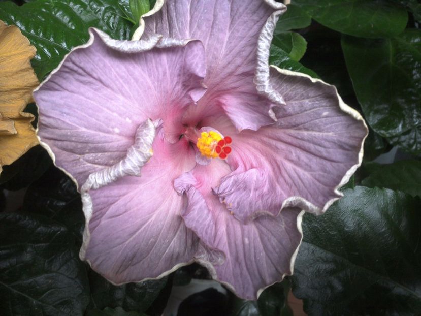 WIN_20170701_092752 - Moorea Blue Stone