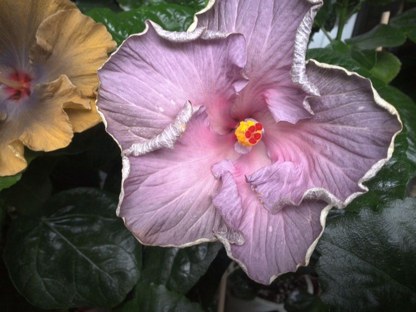 WIN_20170701_092802 - Moorea Blue Stone