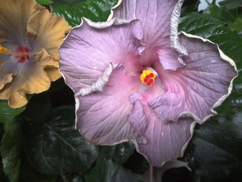 Moorea Blue Stone - 0Hibiscus in colectie infloriti
