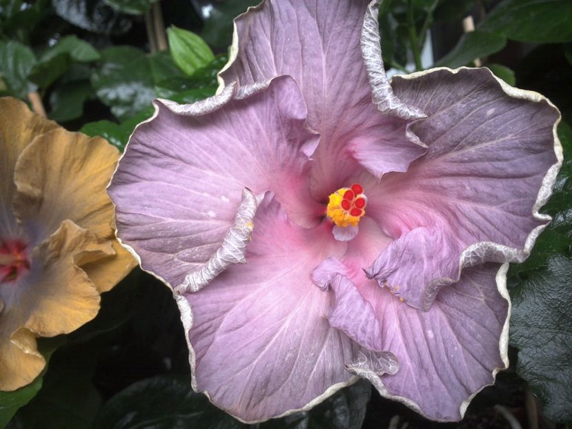 Moorea Blue Stone - 0Hibiscus in colectie infloriti
