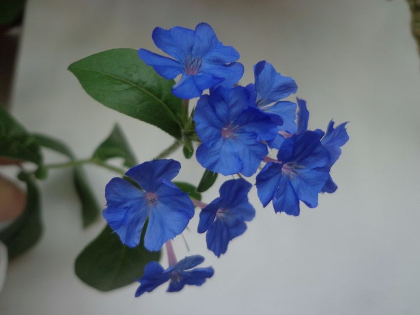 Ceratostigma plumbaginoides - Argumente