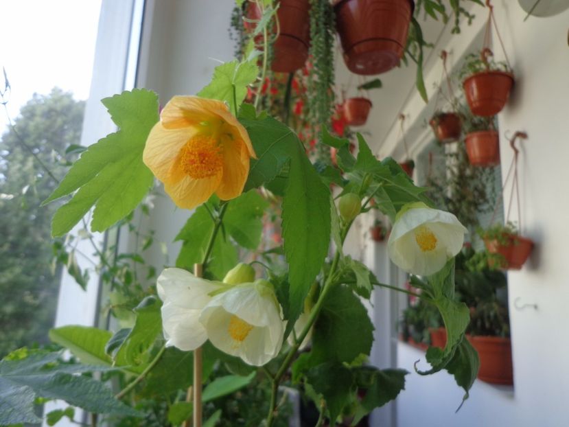 Abutilon - Argumente