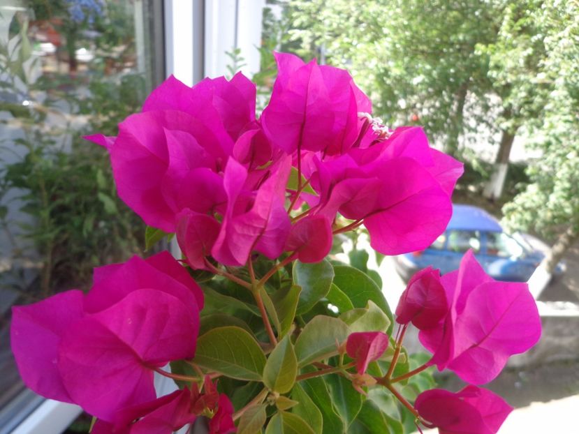 Bougainvillea - Argumente