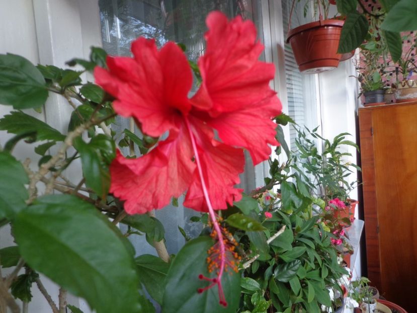 Hibiscus - Argumente