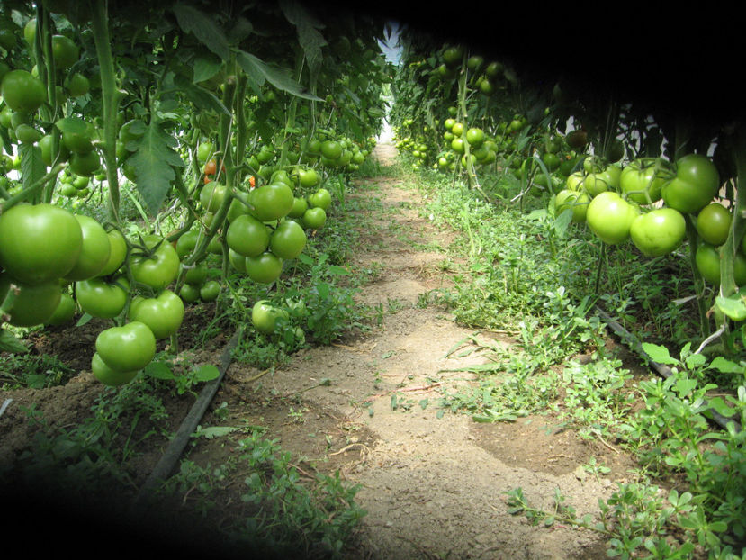  - IMAGINI 01 iule 2017