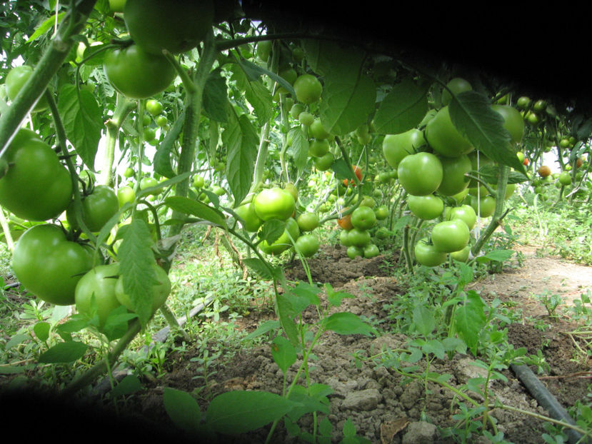  - IMAGINI 01 iule 2017