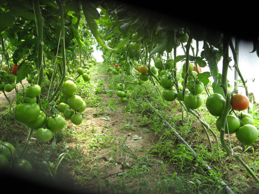  - IMAGINI 01 iule 2017