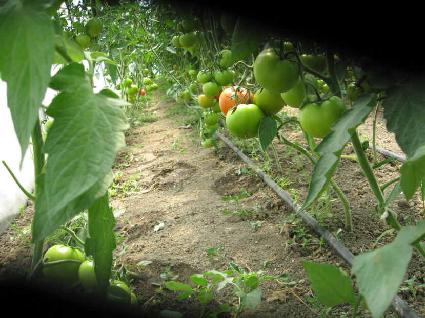  - IMAGINI 01 iule 2017