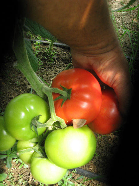  - IMAGINI 01 iule 2017