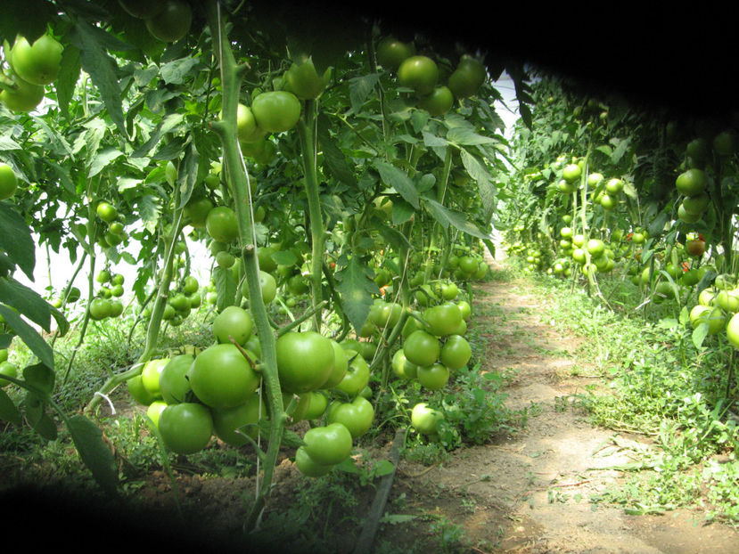  - IMAGINI 01 iule 2017