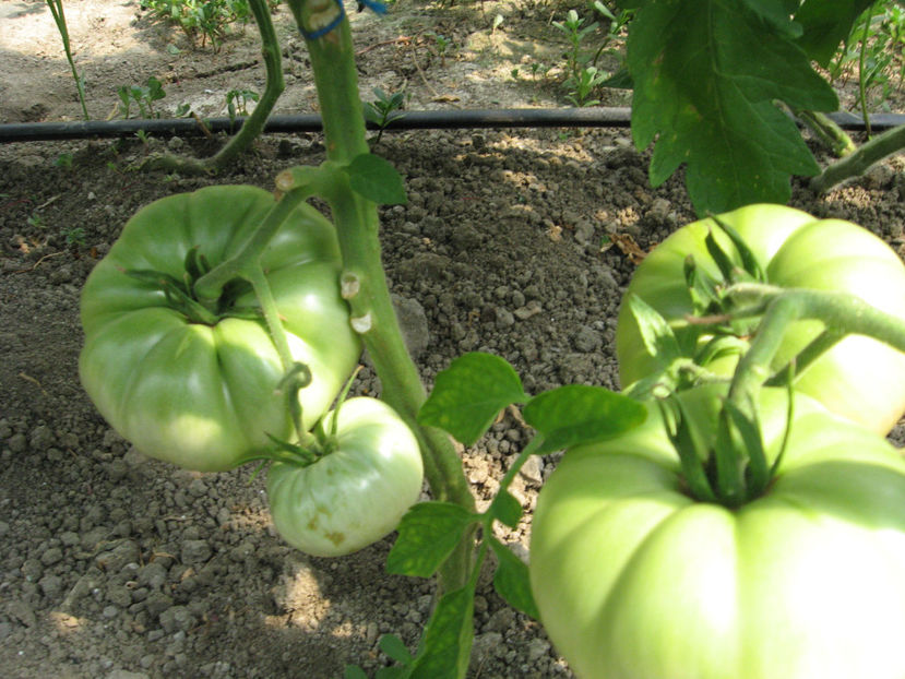  - IMAGINI 01 iule 2017