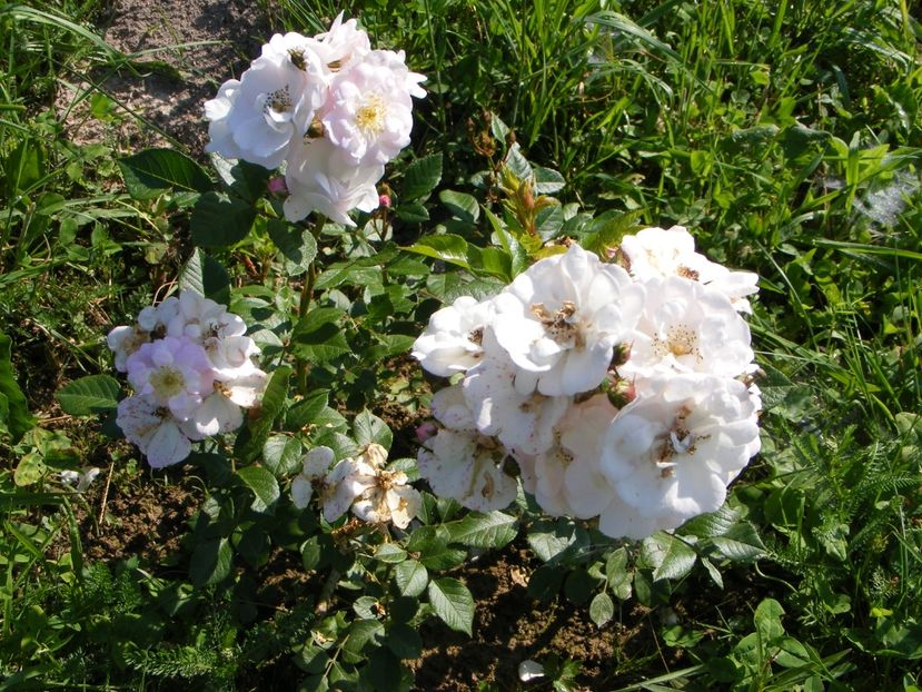 Perennial Blush - Trandafiri noi