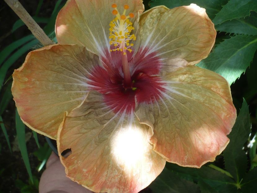 P1330317 - HIBISCUSI 2017-2