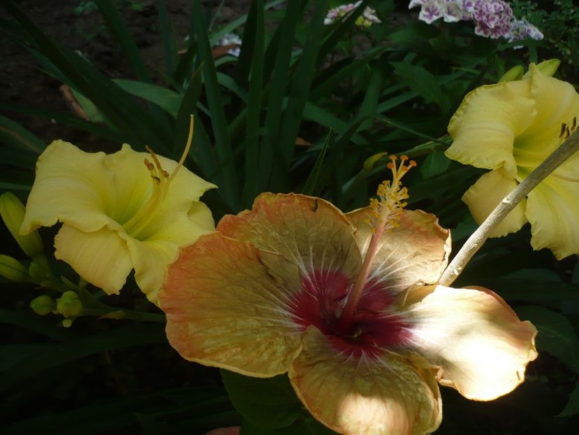 P1330318 - HIBISCUSI 2017-2