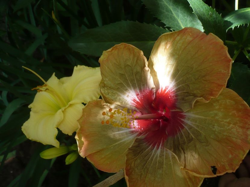 P1330319 - HIBISCUSI 2017-2