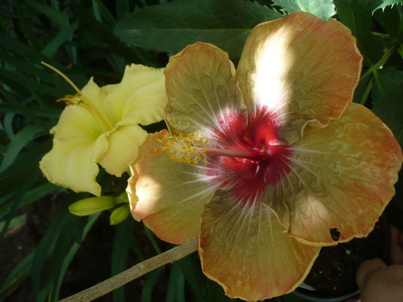 P1330320 - HIBISCUSI 2017-2