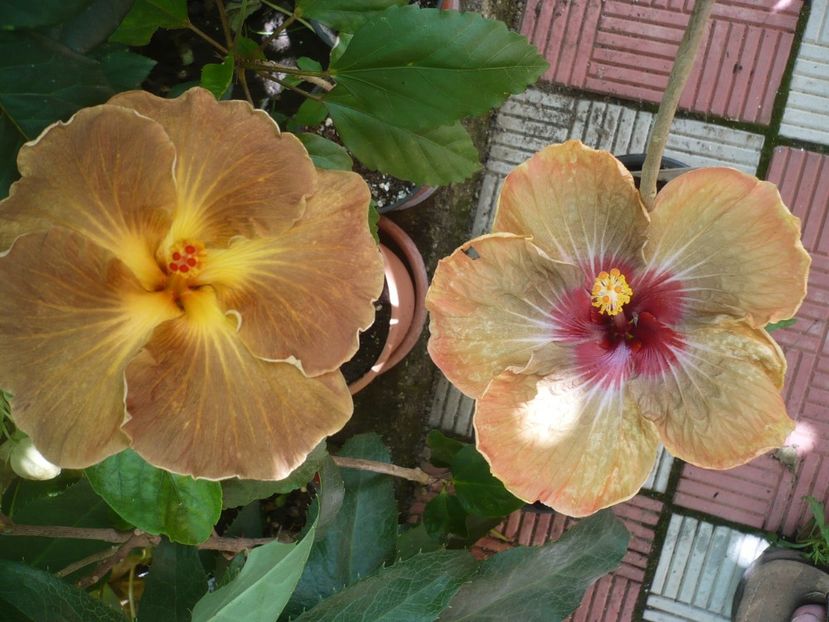 P1330322 - HIBISCUSI 2017-2