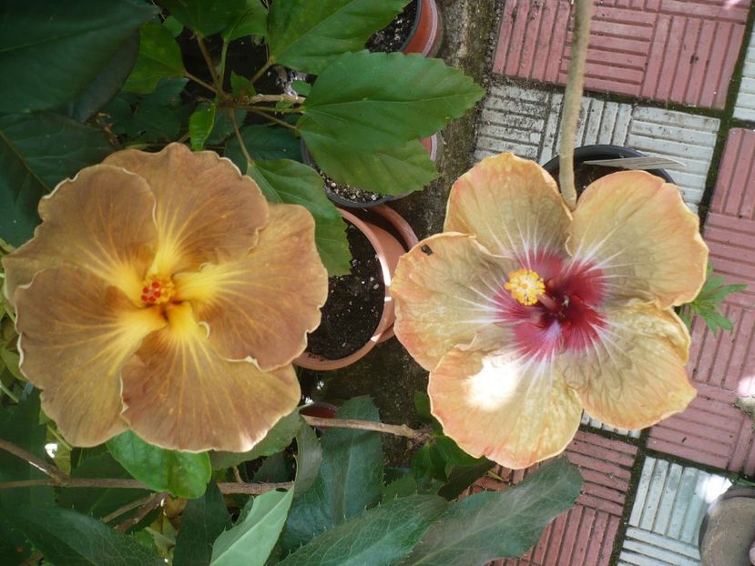 P1330323 - HIBISCUSI 2017-2