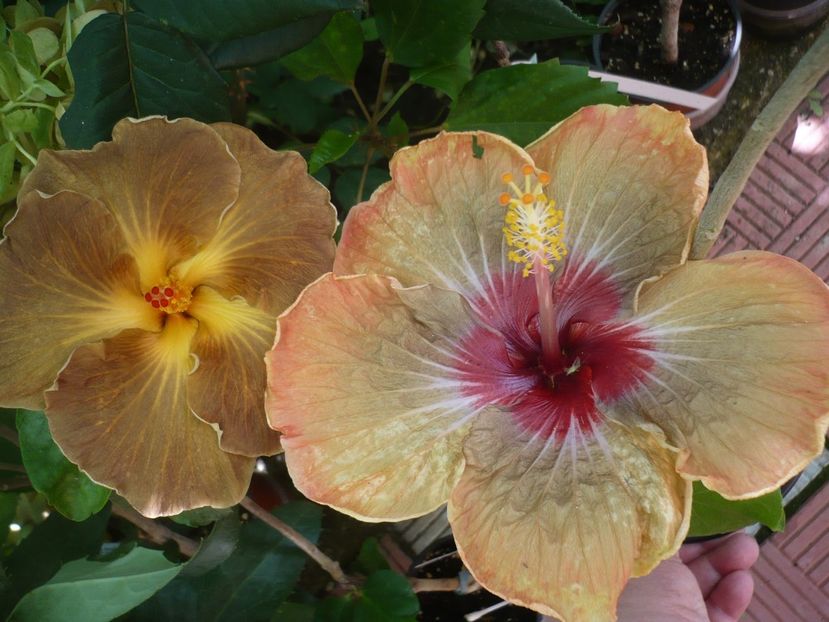 P1330326 - HIBISCUSI 2017-2