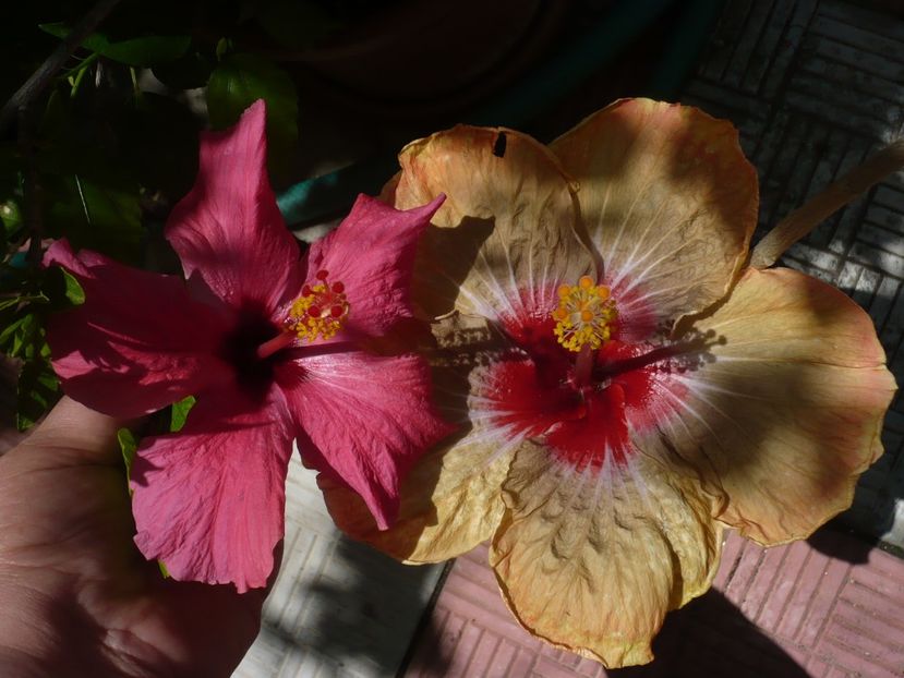 P1330327 - HIBISCUSI 2017-2