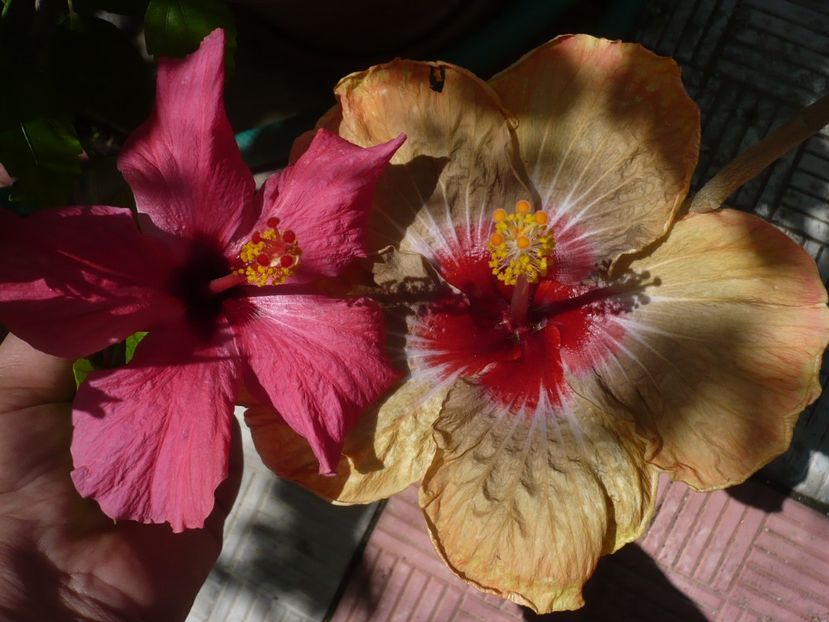 P1330328 - HIBISCUSI 2017-2