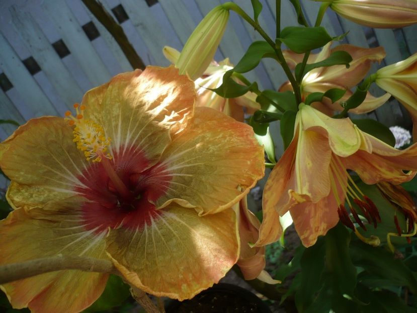 P1330330 - HIBISCUSI 2017-2