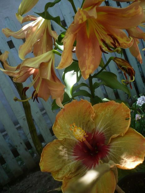 P1330331 - HIBISCUSI 2017-2