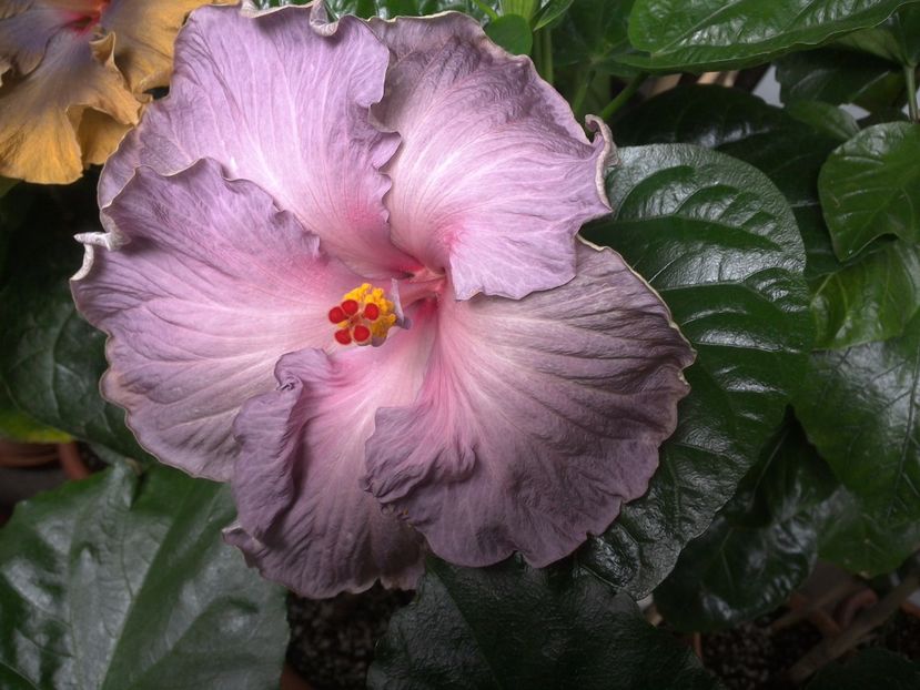 WIN_20170701_113542 - Moorea Blue Stone