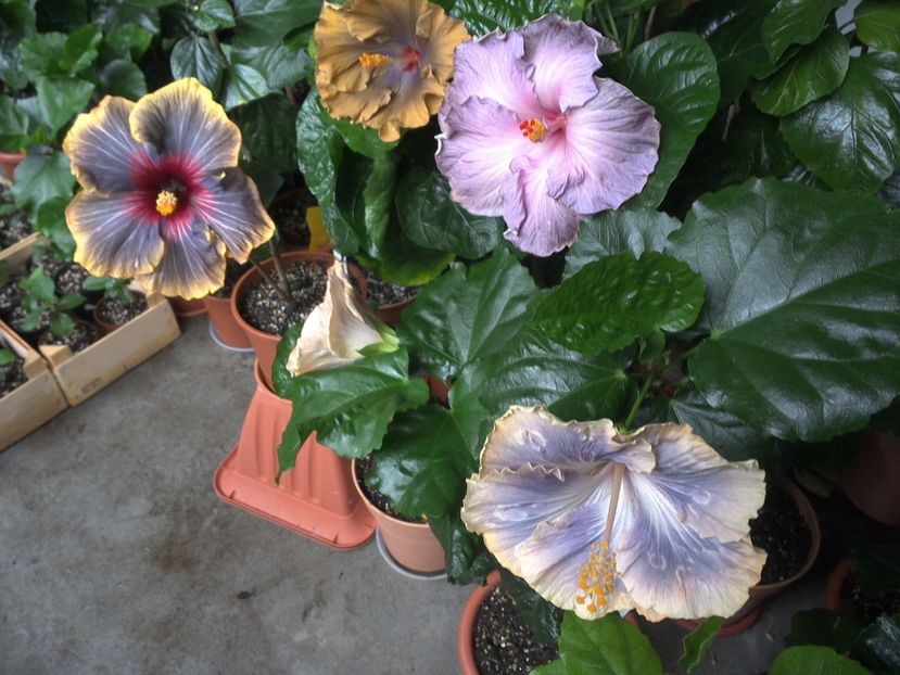 WIN_20170701_113635 - 03Hibiscus