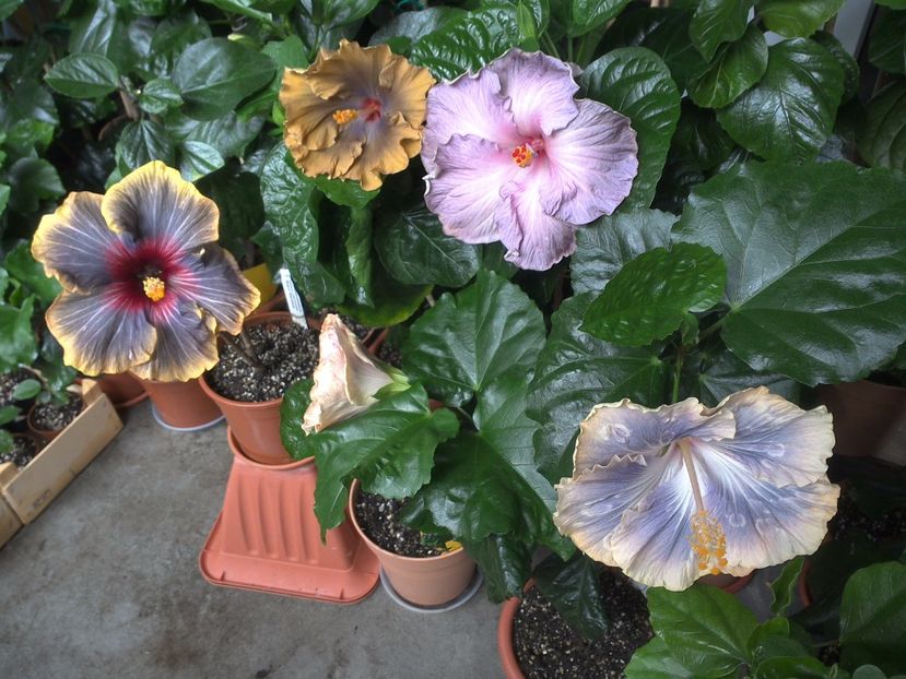 WIN_20170701_113644 - 03Hibiscus