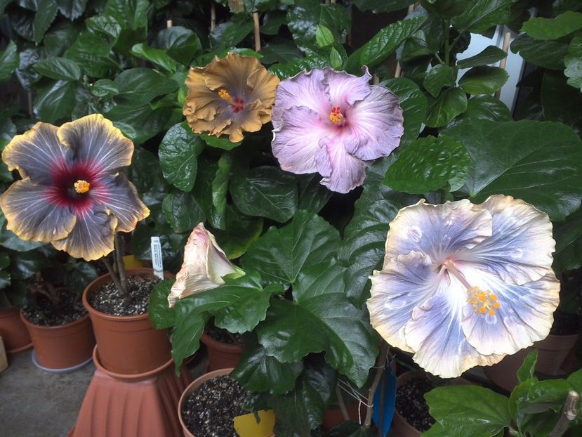 WIN_20170701_113701 - 03Hibiscus