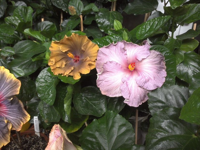 WIN_20170701_113720 - 03Hibiscus