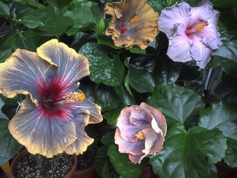 WIN_20170701_113738 - 03Hibiscus