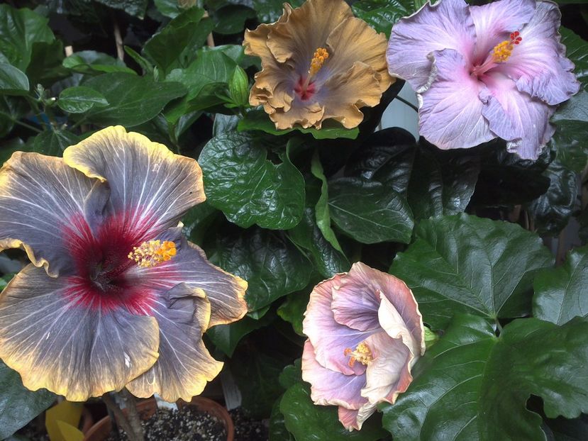 WIN_20170701_113728 - 03Hibiscus