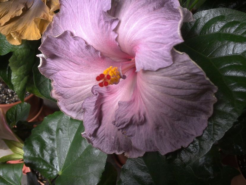 WIN_20170701_113505 - Moorea Blue Stone