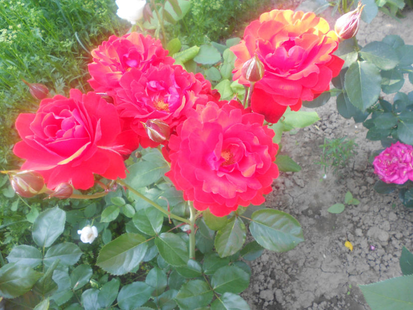  - Trandafiri 2015-prezent