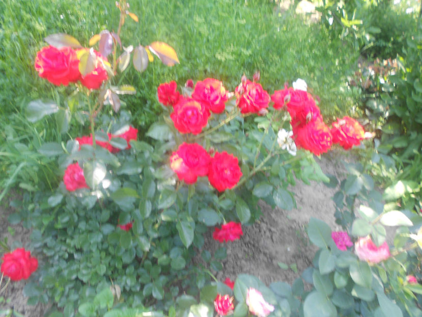  - Trandafiri 2015-prezent