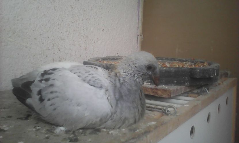 Fata 2017 - PUII 2017 DIN LA FABRICA