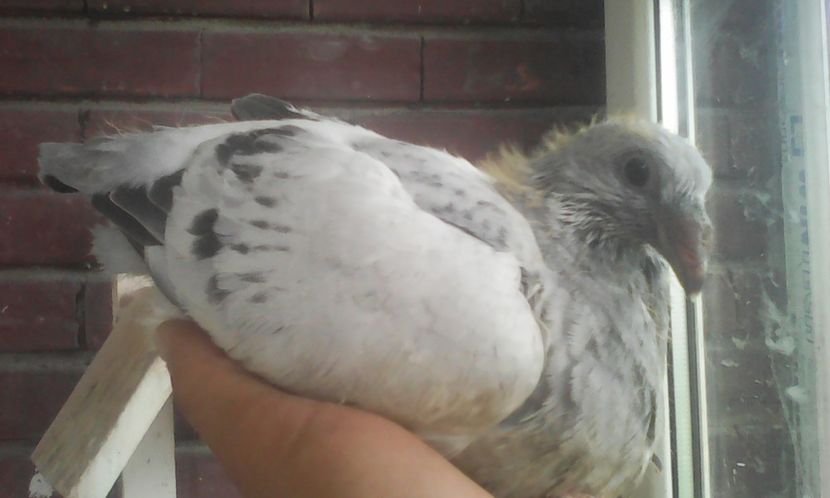  - PUII 2017 DIN LA FABRICA