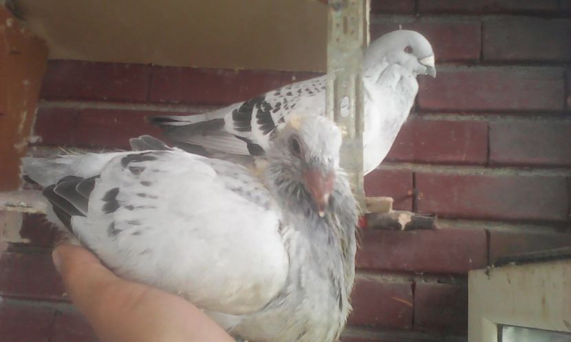  - PUII 2017 DIN LA FABRICA