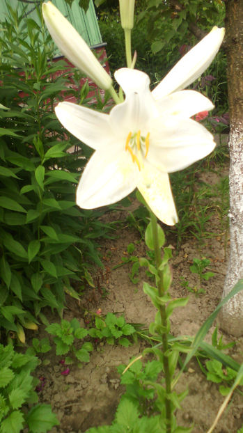  - Crini de gradina 2015- prezent