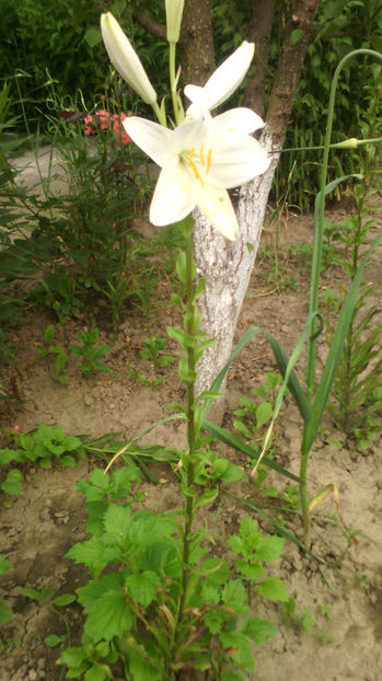  - Crini de gradina 2015- prezent