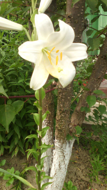  - Crini de gradina 2015- prezent