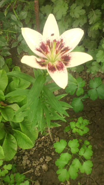  - Crini de gradina 2015- prezent