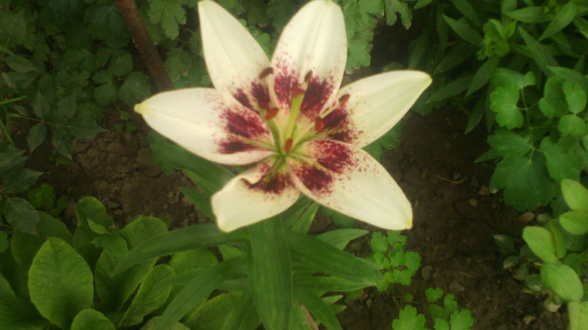  - Crini de gradina 2015- prezent