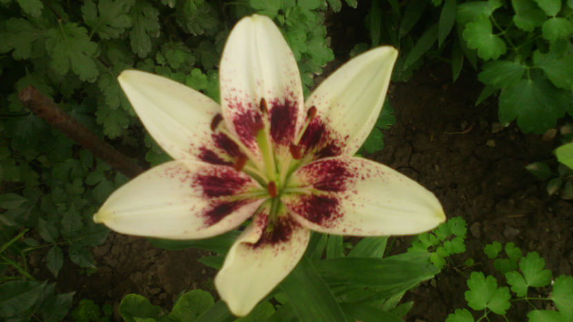  - Crini de gradina 2015- prezent