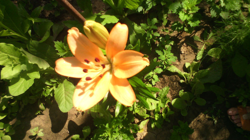  - Crini de gradina 2015- prezent