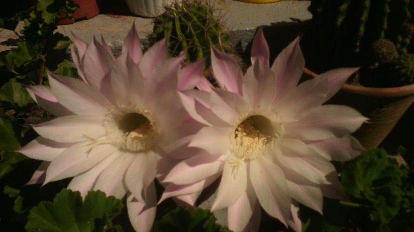  - Cactusi si suculente