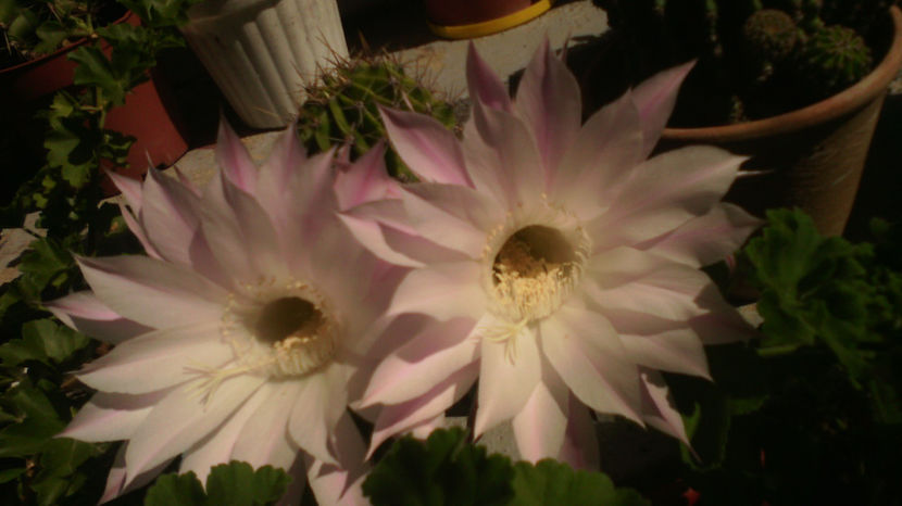  - Cactusi si suculente