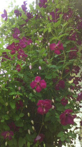  - Clematite 2015-prezent